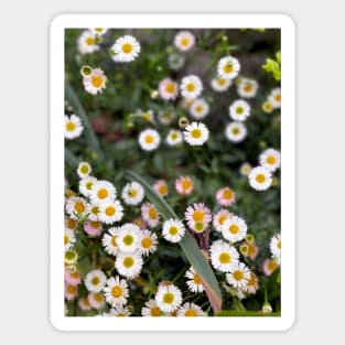 Daisies in Spring Magnet